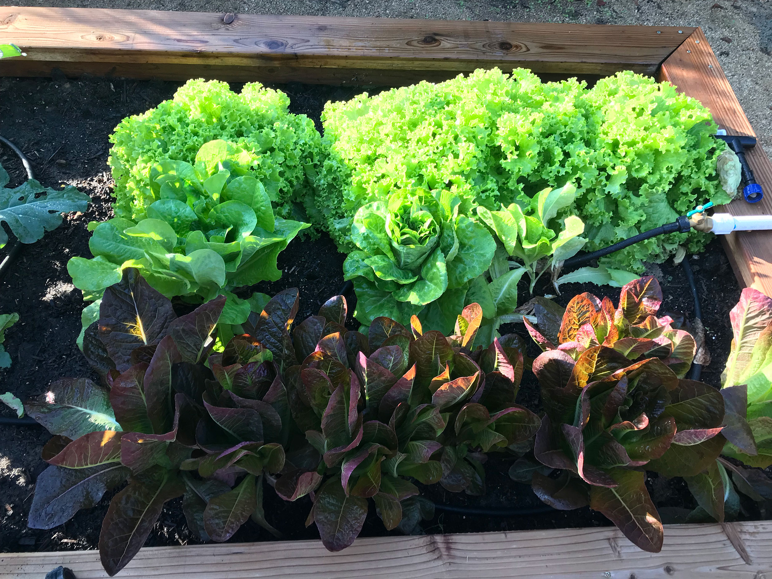 lettuce in an organic farming practices